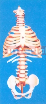 BIG VERTEBRAE COLUMN WITH RIB CAGE AND PELVIS AND W/OUT STAND, SIZE : 96CM (29"TALL)