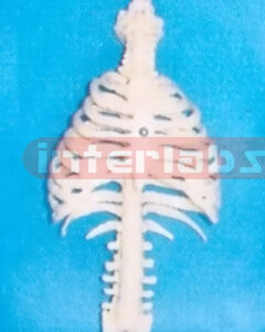 MIDDLE SKELETAL TORSO WITHOUT STAND