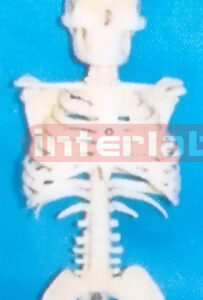 MIDDLE SKELETAL TORSO WITH SKULL & WITHOUT STAND