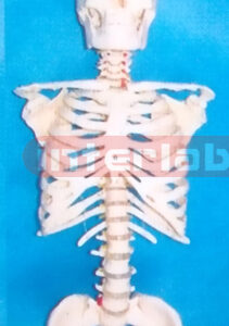 BIG SKELETAL TORSO WITH SKULL & WITHOUT STAND