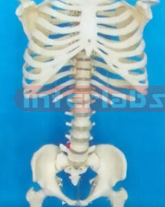 168 CM TALL VERTEBRAE COLUMN. INFLEXIBLE SPINE, WITH RIB CAGE (OCCIPITAL BONE) AND PELVIS AND LUXURY HANGING STAND