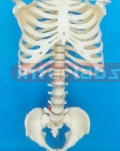 168 CM TALL VERTEBRAE, RIBCAGE AND PELVIS & FEMORAL HEADS WITH LUXURY HANGING STAND