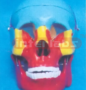 PAINTED ADULT SKULL REPRODUCTION