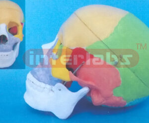 168 CM ADULT SKULL MODEL BY INSIDE & OUTSIDE COLOUR PlANTED SEPARATION FOR NAMES WITHOUT BASE