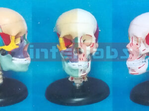BIG ADULT SKULL