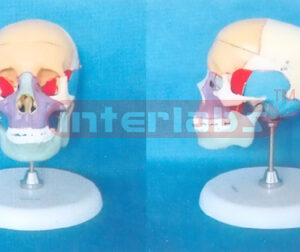 168CM ADULT SKULL MODEL