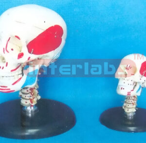 ADULT BONECOLOUR NUMBERED SKULL WITH CERV. VERT & BLACK ROUND BASE AND MUSCLE PAINTED.