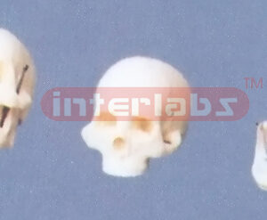 MIDDLE ADULT BONCOLOUR SKULL (2PCS)