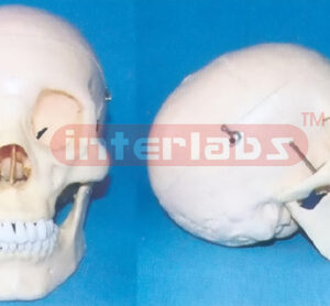 BIG BONECOLOUR SKULL