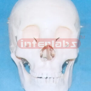 BIG BONECOLOUR SKULL WITH REMOVABLE TEETH.