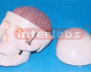 85 CM TALLADULT BONECOLOUR SKULL WITH PINKISH BRAIN.