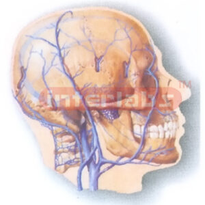 HANGING HUMAN COMMUNICATIONS MODEL BETWEEN INTRACRANIAL AND EXTRACRANIAL VEINS