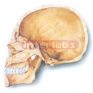 HUMAN SKULL (MEDIAN SAGITTAL SECTION) MODEL
