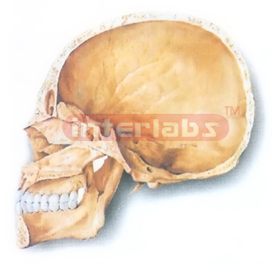 HUMAN SKULL (MEDIAN SAGITTAL SECTION) MODEL