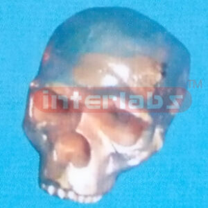 COPPERIZED STEINEIN MAN SKULL