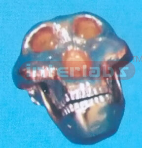 COPPERIZED OLDUVAI MAN SKULL