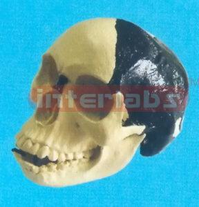 BERTO MAN SKULL
