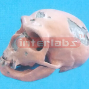 NEANDERTHAL MAN SKULL