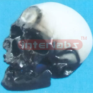 CROMAGNON MAN SKULL