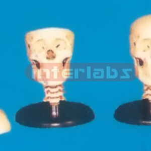 ADULT, BONECOLOUR SKULL WITH CERV. VERT. & BLACK ROUNDBASE