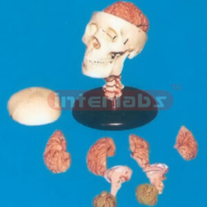 ADULT, BONECOLOUR SKULL WITH CERV. VERT. 8 PCS PINKISH BRAIN & PLASTIC ROUND BASE