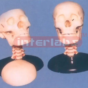 SMALL HUMAN BONECOLOUR SKULL WITH CERVICAL VERTEBAE.