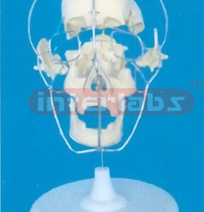 BIG ADULT BO NECOLOUR SKULL,ALL BONES SEPARATE (11 PCS)