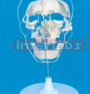 BIG ADULT BO NECOLOUR SKULL,ALL BONES SEPARATE (22 PCS)