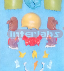 DISARTICULATED SKULL WITH 16 PARTS