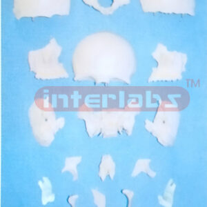 DISARTICULATED SKULL WITH 16 PARTS