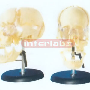 ADULT SKULL MODEL BY BONE COLOUR SEPARATION FOR NAMES ON IRON ROD & PLASTIC BASE