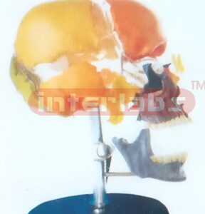 ADULT SKULL MODEL BY BONE COLOUR PlANTED SEPARATION FOR NAMES ON IRON ROD & PLASTIC