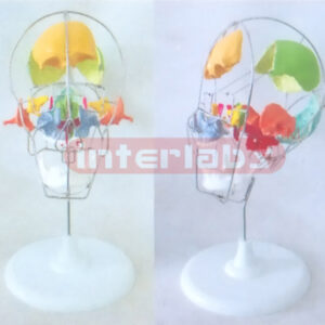 HUMAN ADULT SKULL SEPARATION COLOURED BY BONE STRUCTURES (22PCS) AND COLOURING