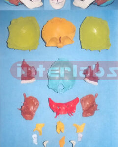 BIG ADVANCED HUMAN SKULL ASSEMBLABLE AND SEPARATABLE MODEL ARBITRARILY (16 PCS)