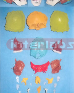 BIG ADVANCED HUMAN SKULL ASSEMBLABLE AND SEPARATABLE MODEL ARBITRARILY (22 PCS)