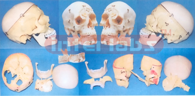 BIG ADVANCED HUMAN SKULL ASSEMBLABLE AND SEPARATABLE MODEL ARBITRARILY