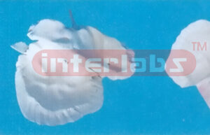GRAND ENLARGED MODEL OF THE TEMPORAL BONE