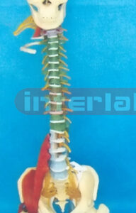 GIANT MULTIFUNCTIONAL FLEXIBLE VERTEBRAE SYNTHESIS DEMONSTRATION MODEL (H TYPE)
