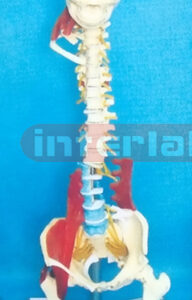 GIANT MULTIFUNCTIONAL FLEXIBLE VERTEBRAE SYNTHESIS DEMONSTRATION MODEL (F TYPE)