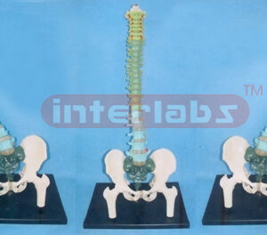 BIG ADVANCED AND FLEXBLE VERTEBREA MODEL WITH PELVIS AND SEPARATED BY COLOURS, ASSEMBLABLE AND CHANGING ARBITRARILY