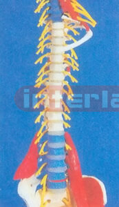 BIG HUMAN VERTEBRAE DEMONSTRATION MODEL