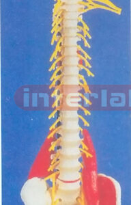 BIG HUMAN VERTEBRAE DEMONSTRATION MODEL