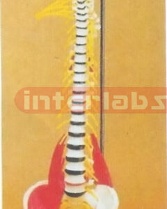 BIG MULTIFUNCTIONAL FLEXIBLE VERTEBRAE SYNTHESIS DEMONSTRATION MODEL