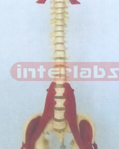 BIG MULTIFUNCTIONAL VERTEBRAE SYNTHESIS DEMONSTRATION MODEL