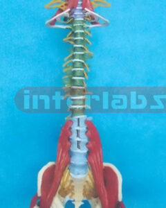 BIG MULTIFUNCTIONAL VERTEBRAE SYNTHESIS DEMONSTRATION MODEL