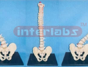 BIG ADVANCED AND FLEXIBLE VERTEBREA MODEL WITH PELVIS ASSEMBLABLE AND CHANGING ARBITRARILY