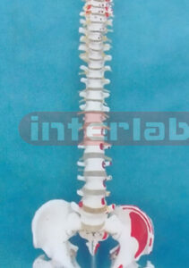 BIG SUPERWHITE COLOUR VERTERBREA WITH MUSCLE PAINTED AND FUMARS