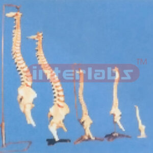 HUMAN SPINE COLLECTION