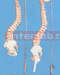 HUMAN SPINE COLLECTION