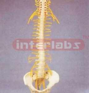 MEDICAL FLEXIBLE SPINE WITH TILT AND TORSION